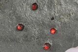 Plate of Sixteen Red Embers Garnets in Graphite - Massachusetts #272711-2